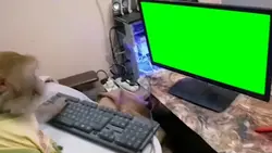 monk on computer 