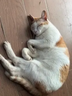 Ănh anhh chợ elm đi 
