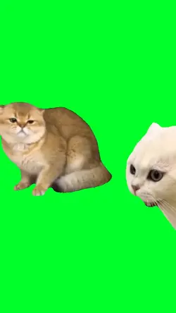 Cats fight meme