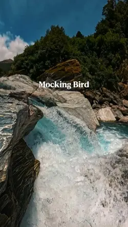 mocking bird