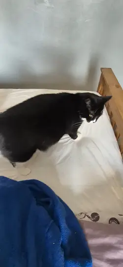 talking cat 