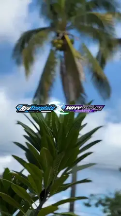 cinematic gacor x