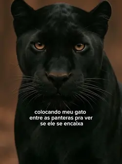 entre as panteras