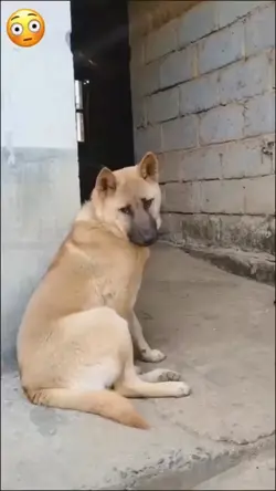 Funny Animals