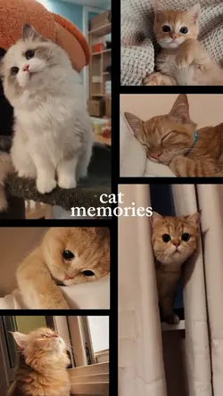 Cat Memories Video