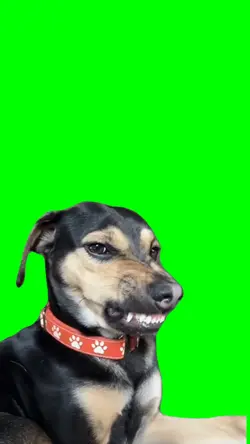 Grrr Trend Dog