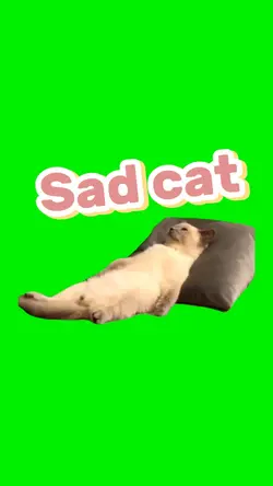 Sad cat green screen