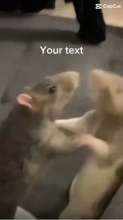 Des souris ou rien