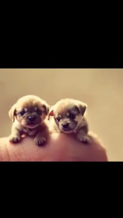 Tiny Ai animals vido