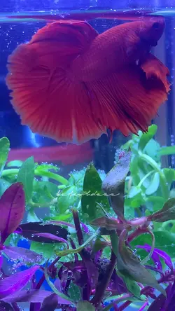 Betta Fish