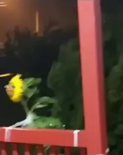 Funny flower 