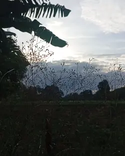 .........