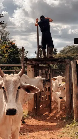 Sertanejo 