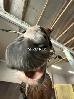 SPRINKLE