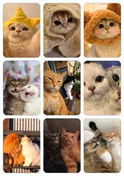 Love Cats