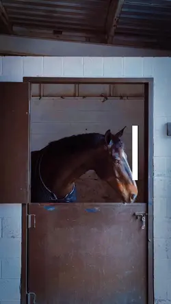 my horse