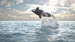 Dolphin intro ³¹