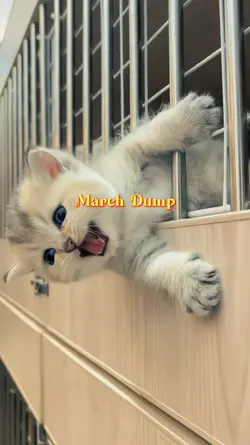 MARCH DUMP