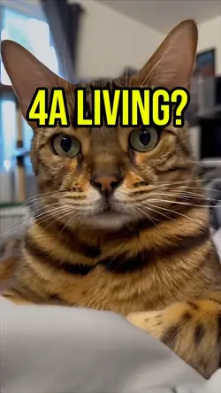 What do 4 living? 😸😺
