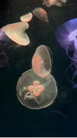 aquarium vlog
