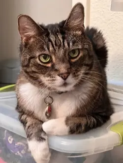 KING CAT 👑 🐱 