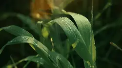 Cinematic Aesthetic