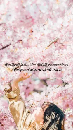 Sakura 2 photos