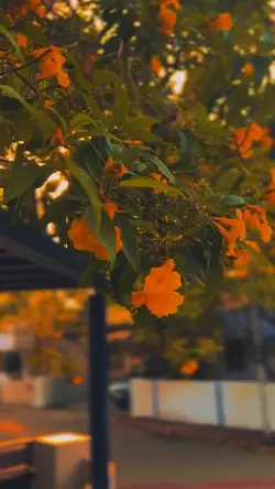 1video