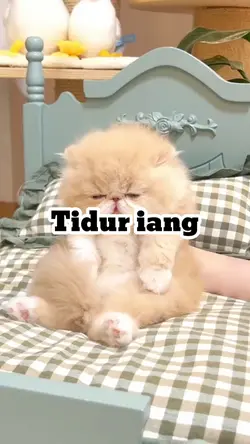 Kucing Mager