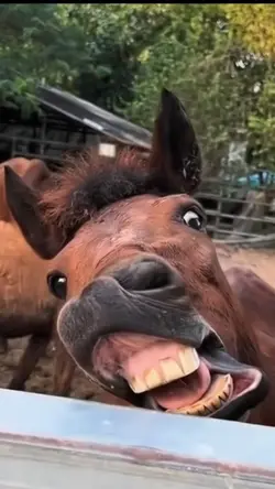 horse transition