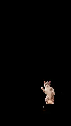 cat funny dance
