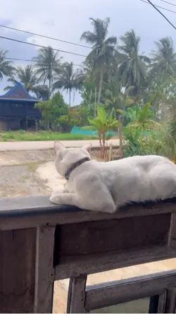 Suasana kampung