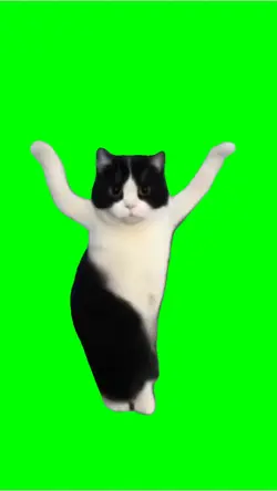 Cat Belly Dancing