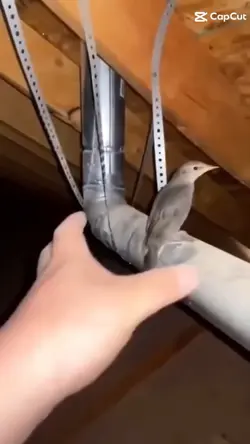 Meme bird screaming