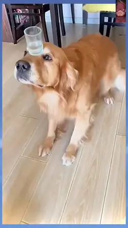 anjing pintar