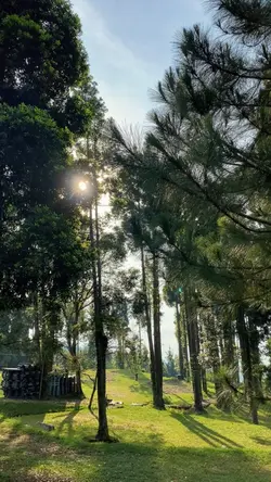 Mini Vlog Forest 