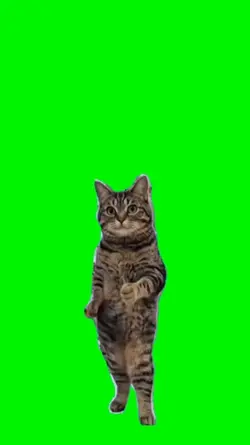 Gato bailando 