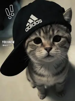 cool cat