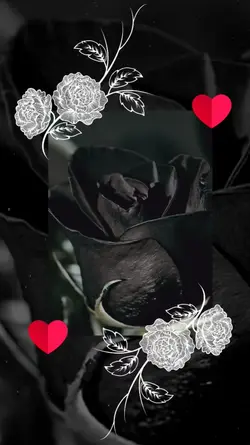 Black Rose 