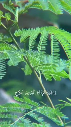 SyiirTawasulAlRifa'i