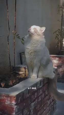 u i aa u i aa ui’