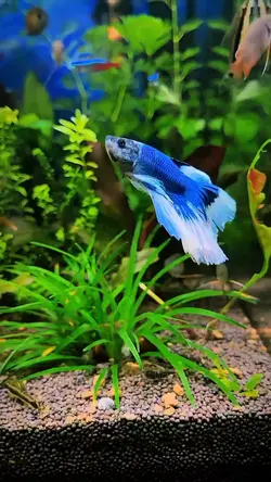 ikan hias cantik