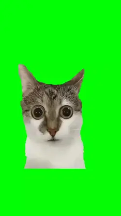 cat surprised 