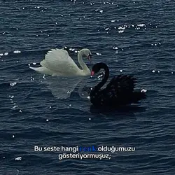 Lacivert mükemmell