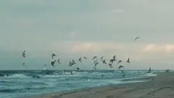 1 video