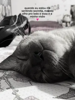 gato