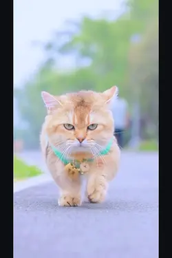 Kucing Lucu