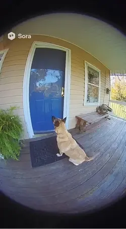 Dog 