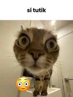 si tutik di kejar