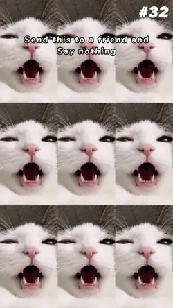 無限ねこちゃん